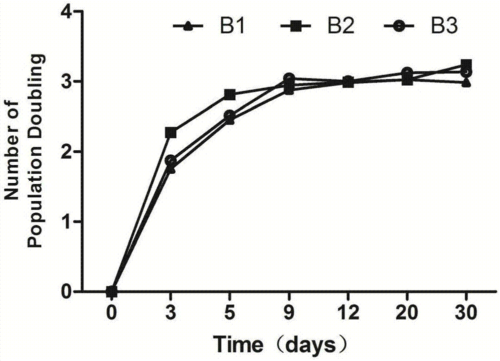 Method for rapidly separating and culturing human bronchial epithelial cells, and optimized medium