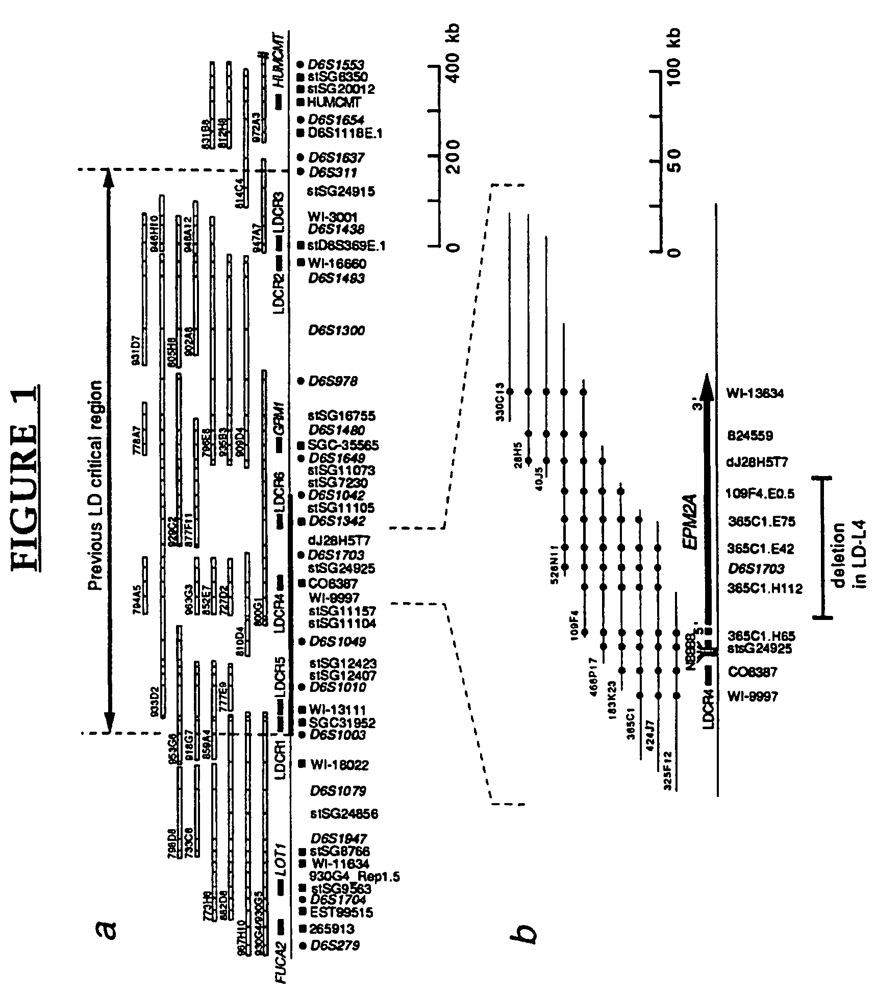 Lafora's disease gene