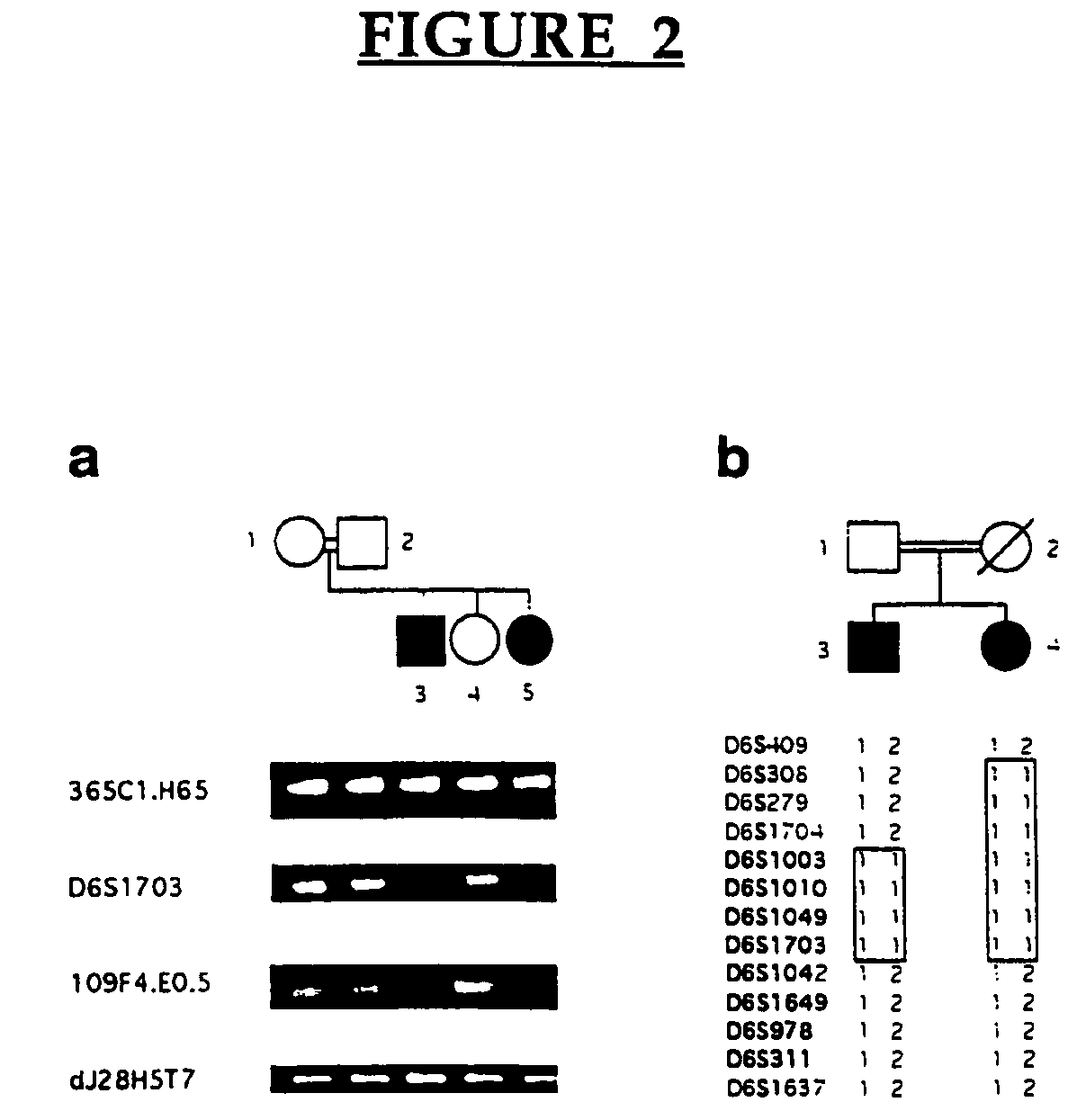 Lafora's disease gene