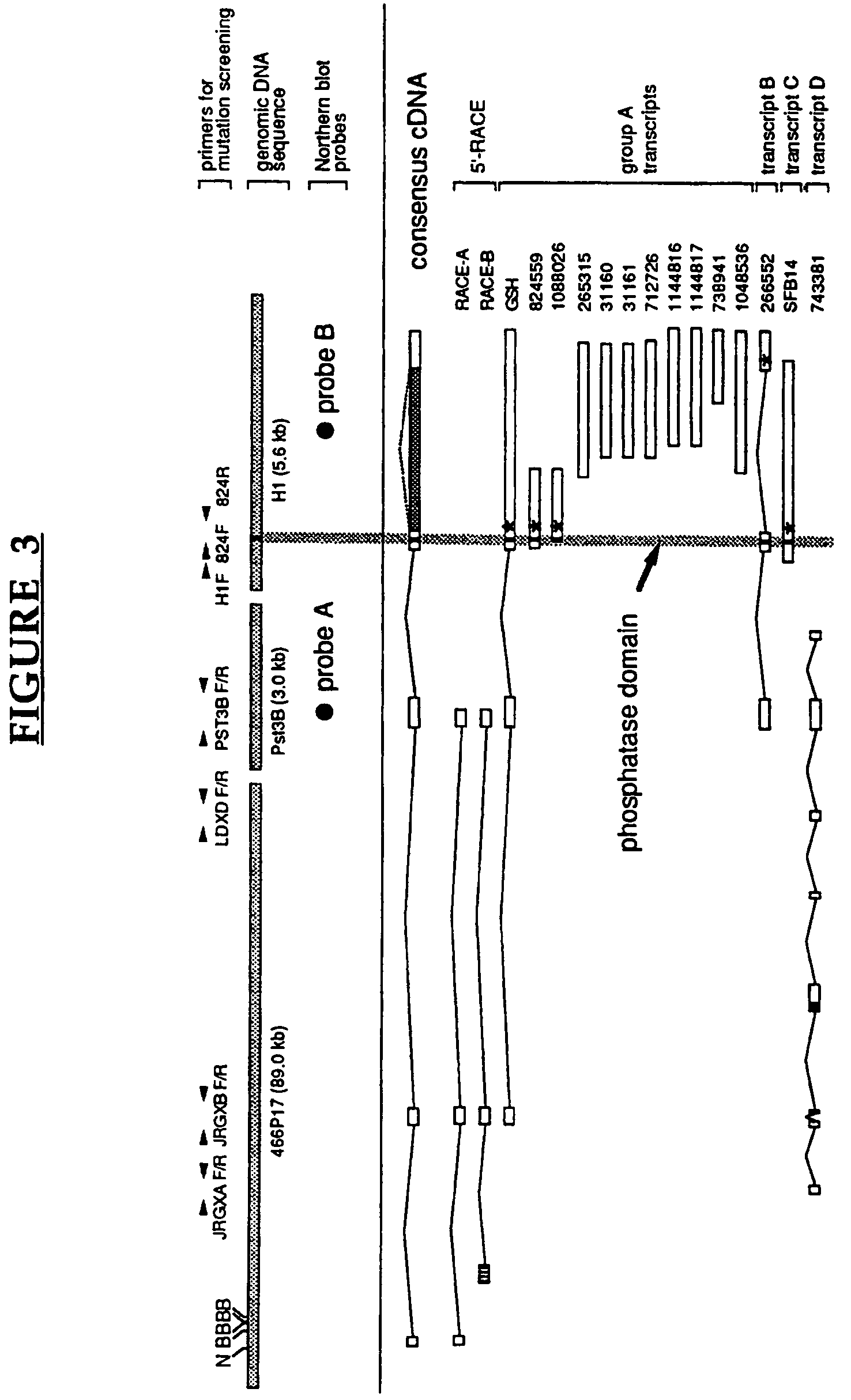 Lafora's disease gene