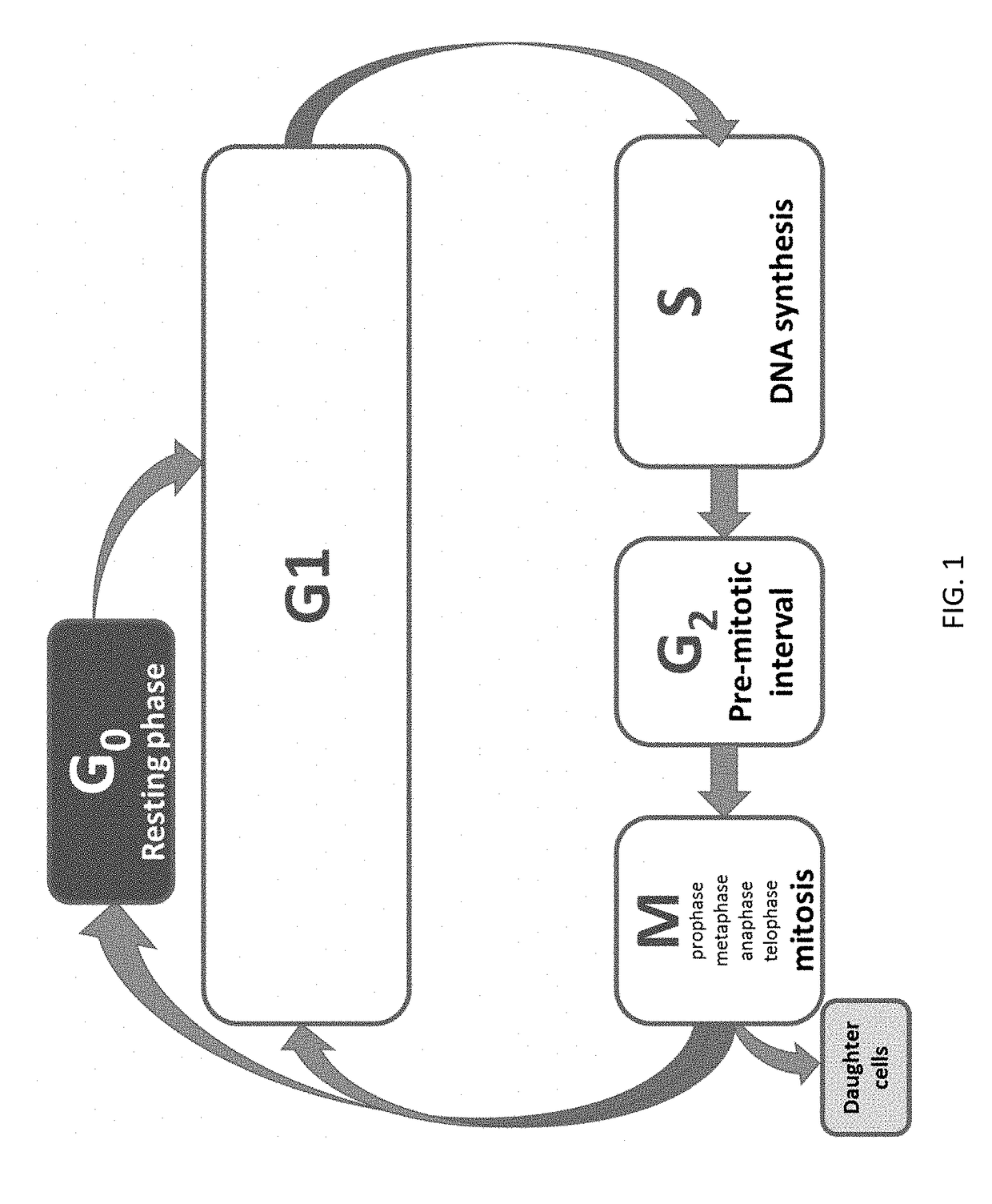 Combinations for the treatment of neoplasms using quiescent cell targeting and inhibitors of mitosis