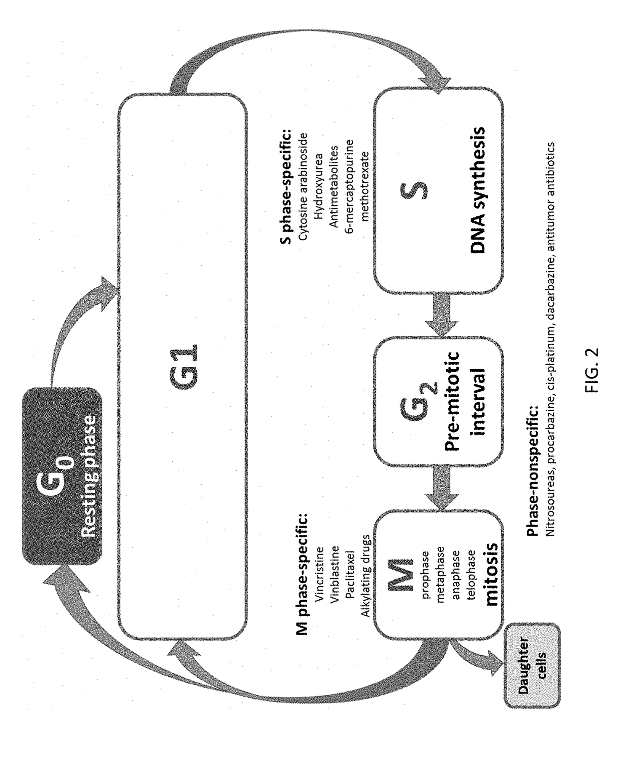 Combinations for the treatment of neoplasms using quiescent cell targeting and inhibitors of mitosis