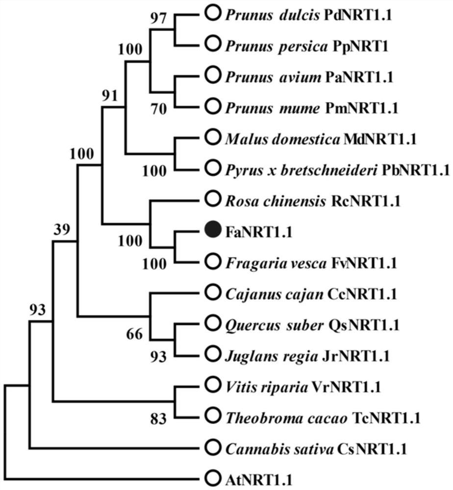 Hongyan strawberry nitrate transporter gene FaNRT1.1 and application thereof