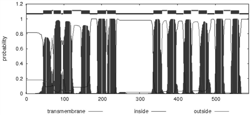 Hongyan strawberry nitrate transporter gene FaNRT1.1 and application thereof