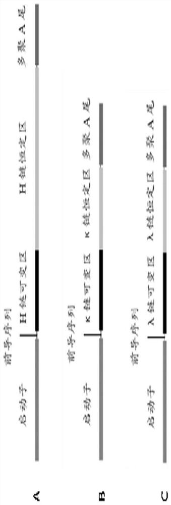 Anti-ebov monoclonal antibody 5e9 with unique binding site and its application