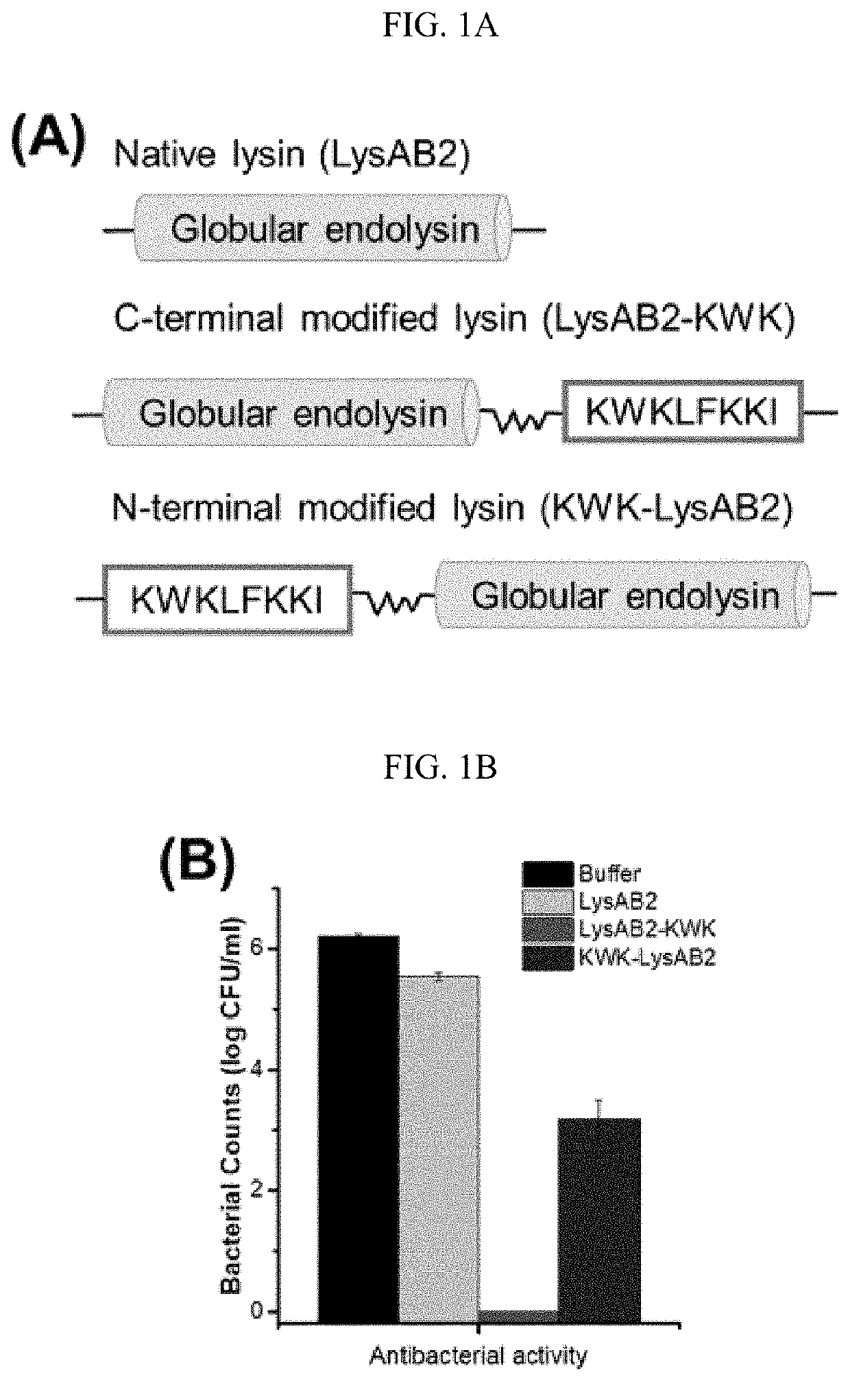 Engineered globular endolysin, a highly potent antibacterial enzyme for multidrug resistant gram-negative bacteria