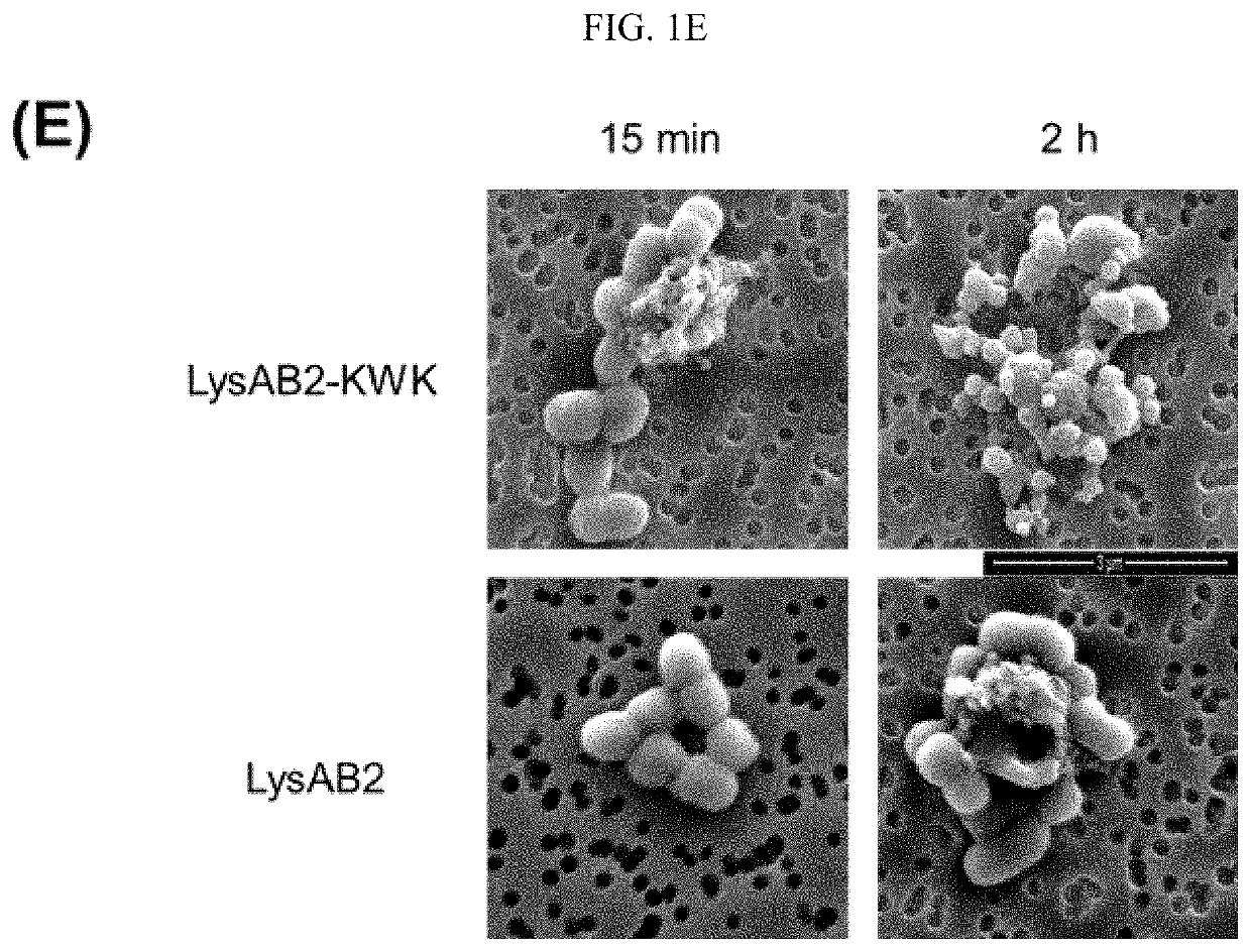 Engineered globular endolysin, a highly potent antibacterial enzyme for multidrug resistant gram-negative bacteria