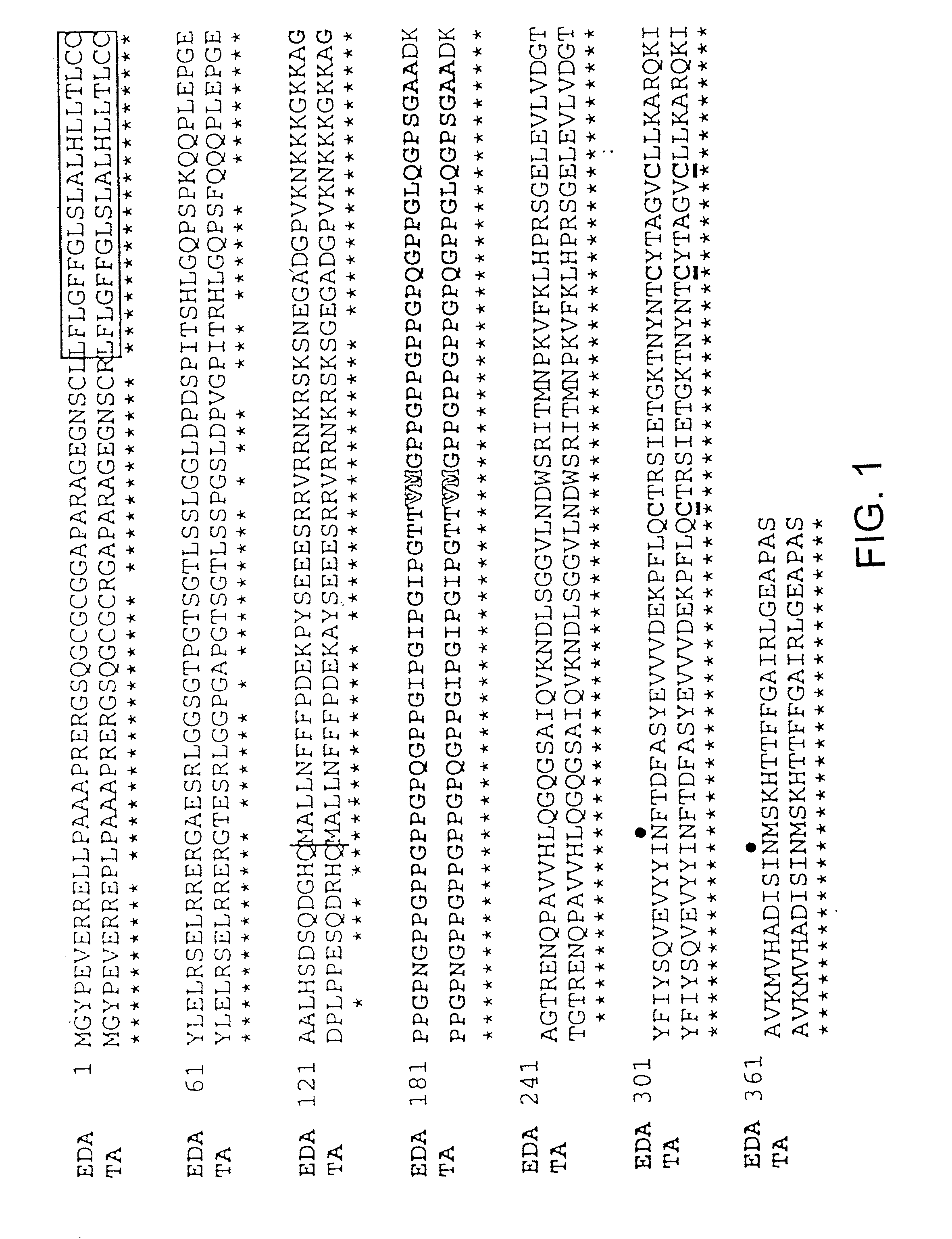 Hypohidrotic ectodermal dysplasia genes and proteins