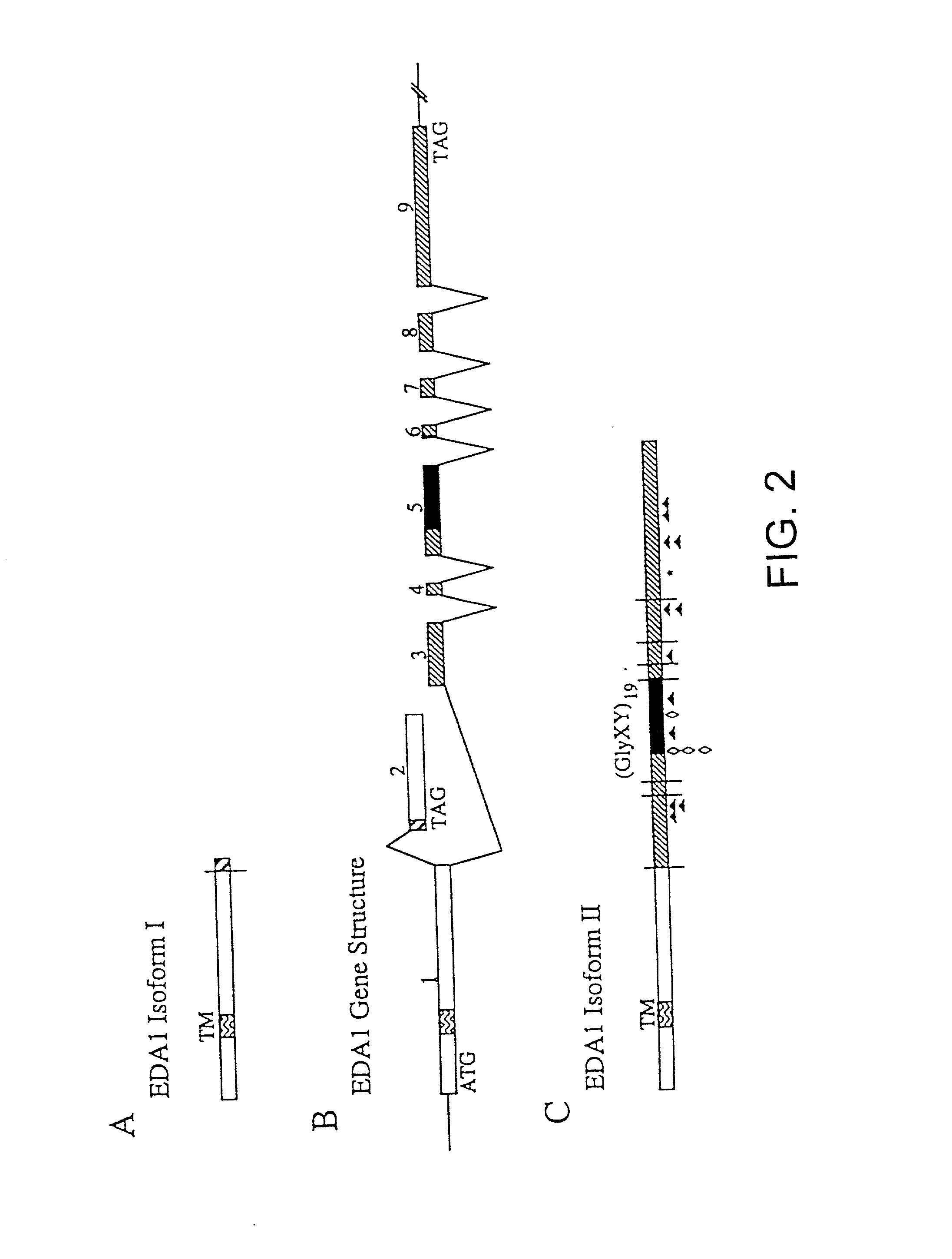 Hypohidrotic ectodermal dysplasia genes and proteins