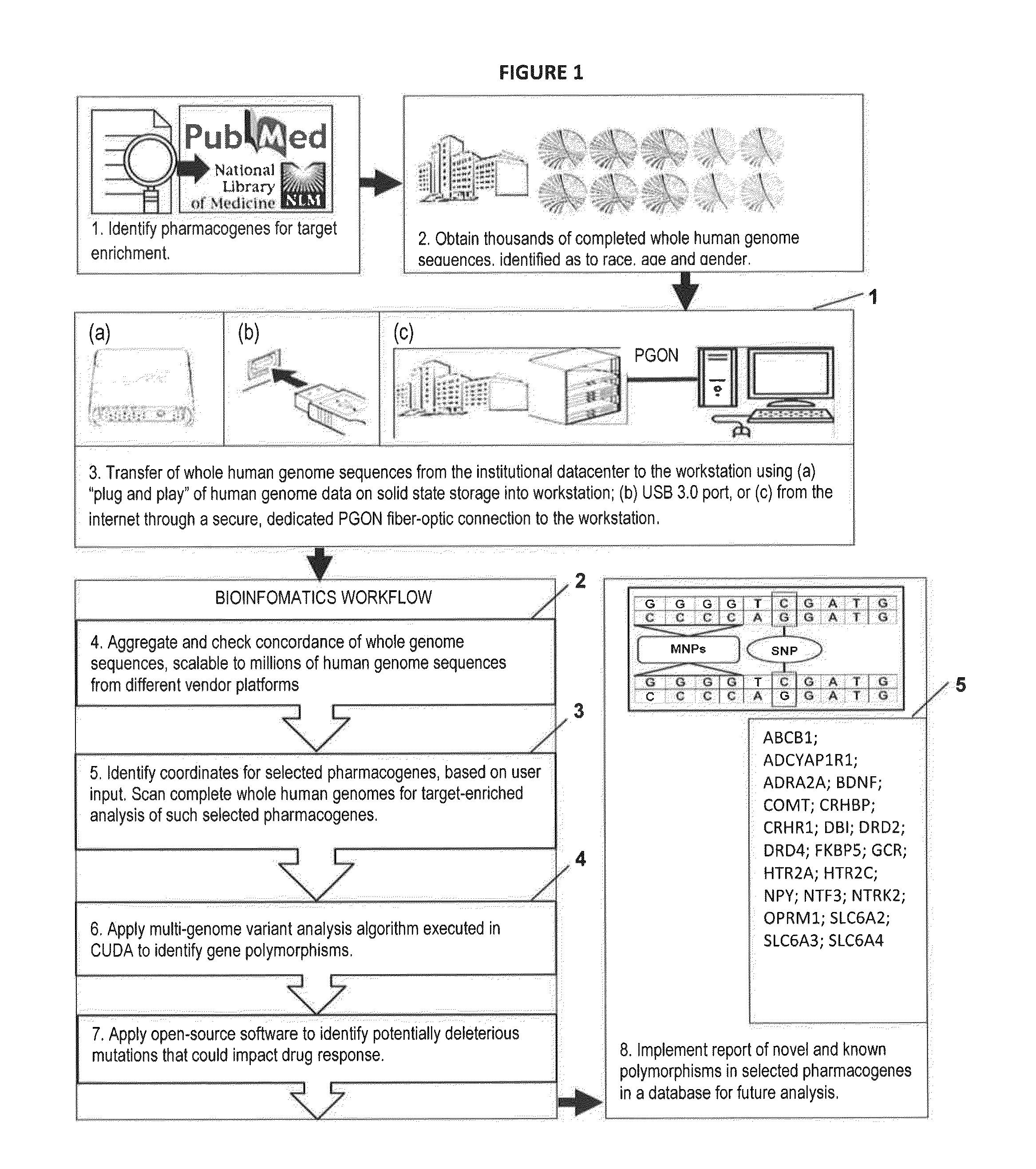 Novel Pharmacogene Single Nucleotide Polymorphisms and Methods of Detecting Same