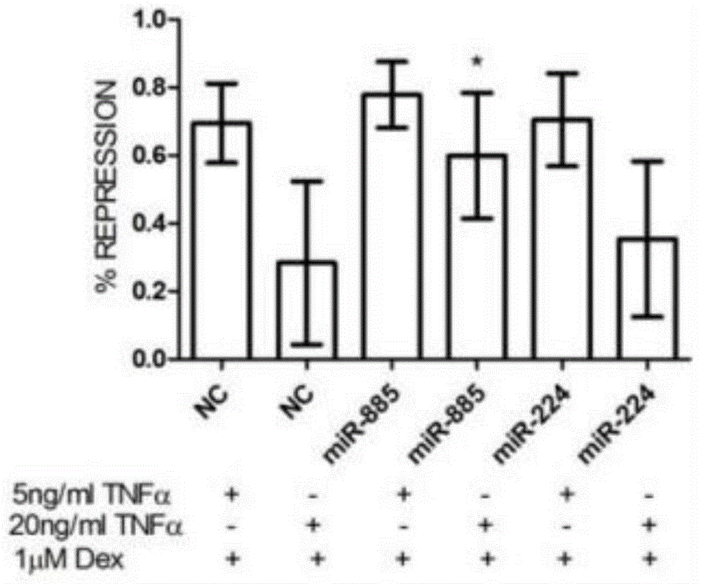 Application of mir‑885‑5p and mir‑224‑5p in drug preparation