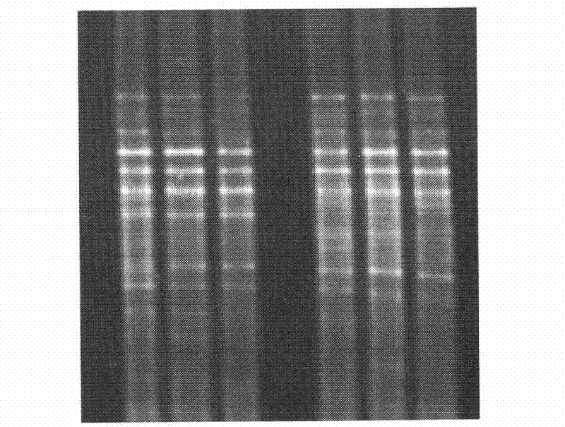 Method for extracting total DNAs of soil microorganisms at high purity