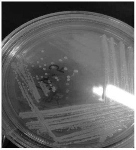 Lactobacillus paracasei subsp. paracasei and application thereof