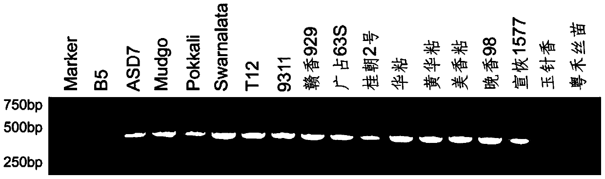 Primer pair for detecting rice brown planthopper resistance gene Bph14 and application thereof