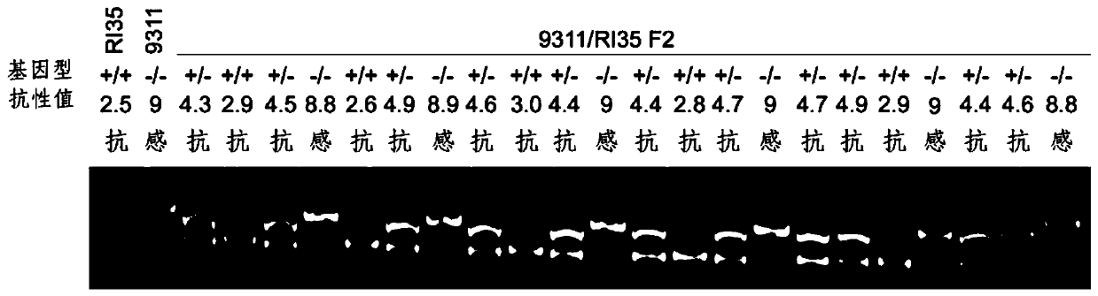 Primer pair for detecting rice brown planthopper resistance gene Bph14 and application thereof