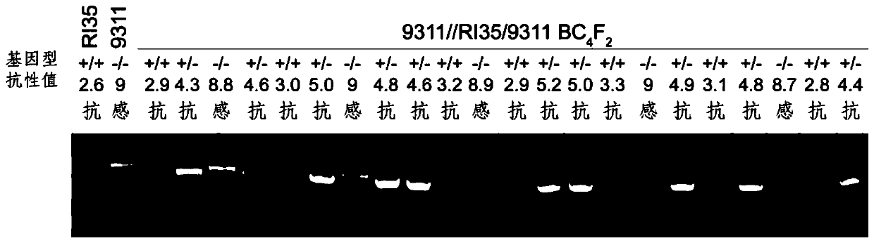 Primer pair for detecting rice brown planthopper resistance gene Bph14 and application thereof