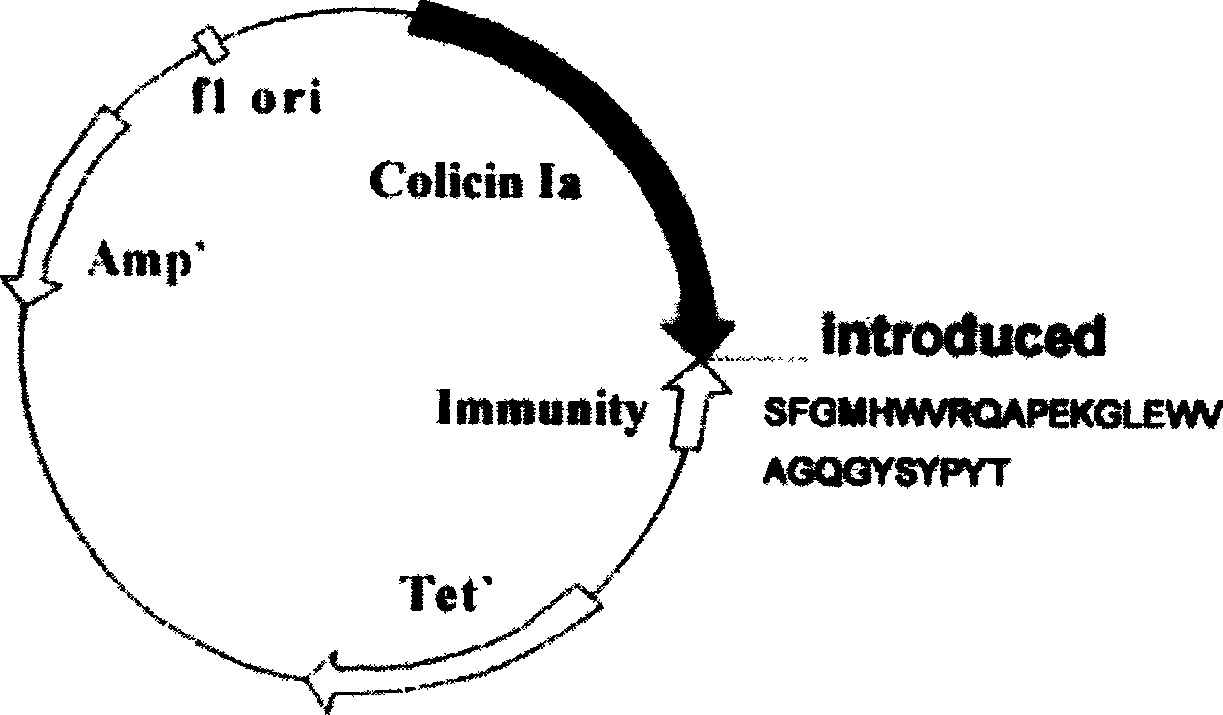 Anti EB virus resulted tumour polypeptide, and its use and preparing method