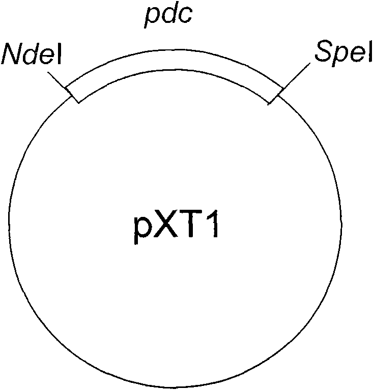 Method for synthesizing biodiesel with microorganisms in vivo