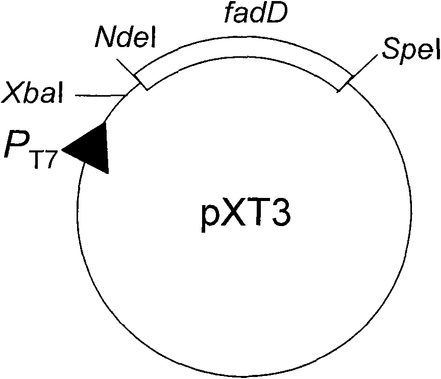 Method for synthesizing biodiesel with microorganisms in vivo