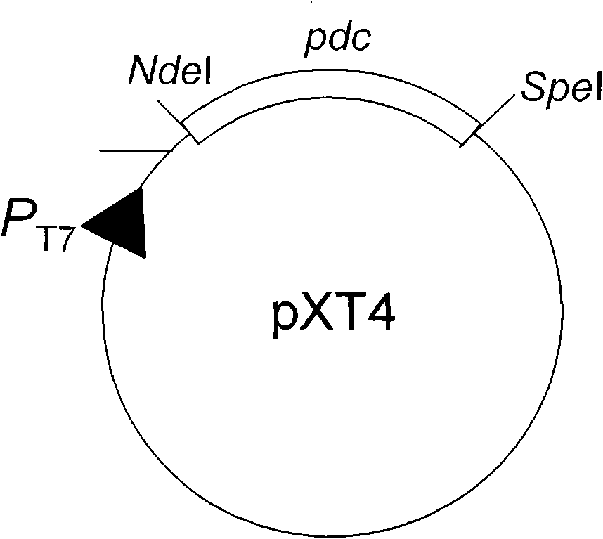 Method for synthesizing biodiesel with microorganisms in vivo