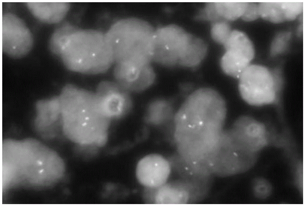 HER-2 gene and / or TOP2A gene detection probe and preparation method and kit