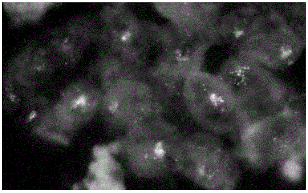 HER-2 gene and / or TOP2A gene detection probe and preparation method and kit