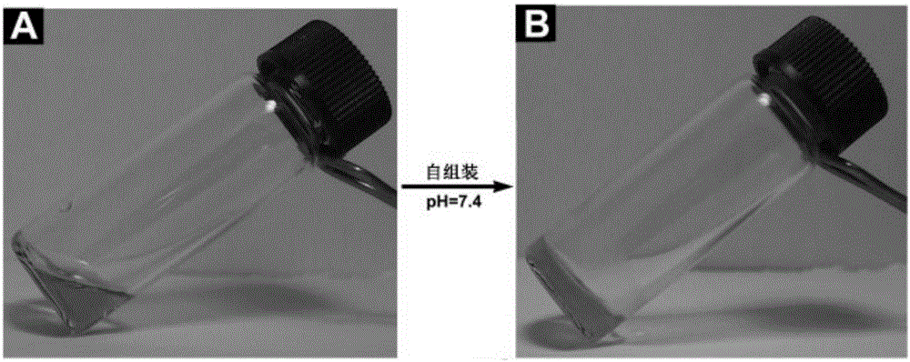 Fc-FF-RGD composite as well as preparation method and application thereof