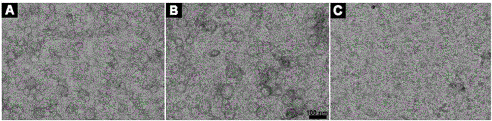 Fc-FF-RGD composite as well as preparation method and application thereof