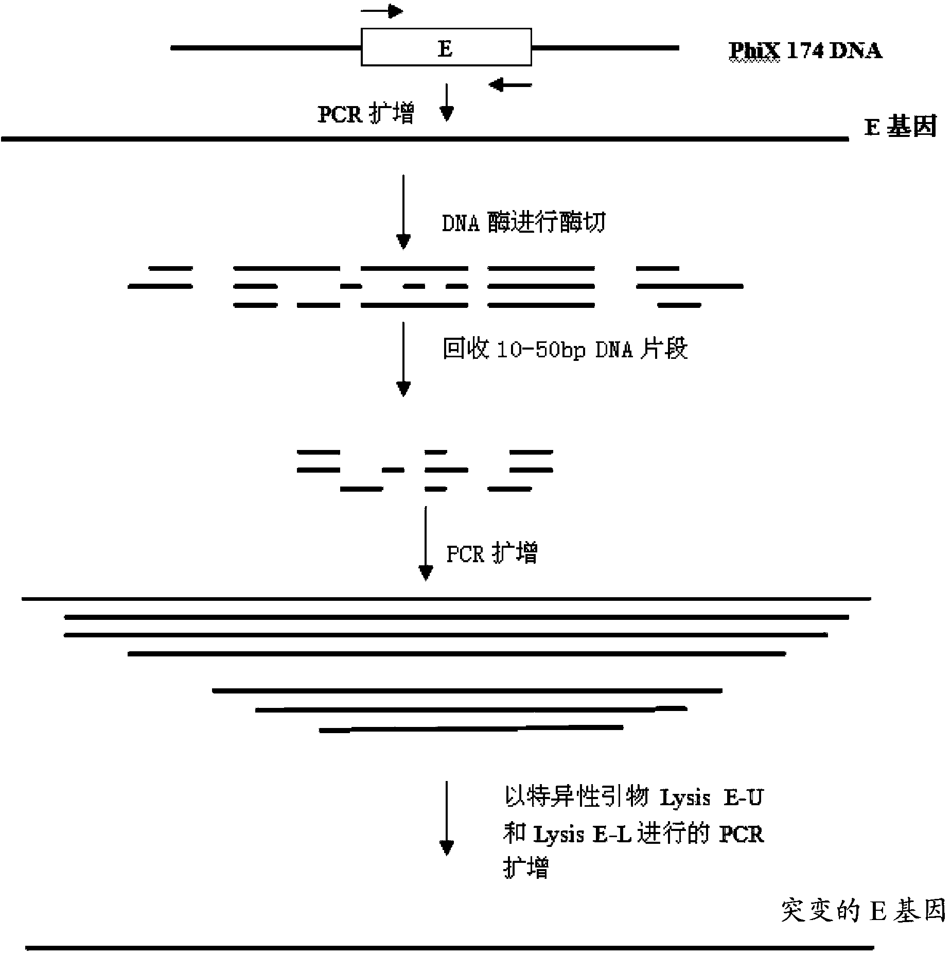 Mutant phage lysis gene E, lysis plasmid vector containing lysis gene and application in preparation of bacterial ghost vaccines