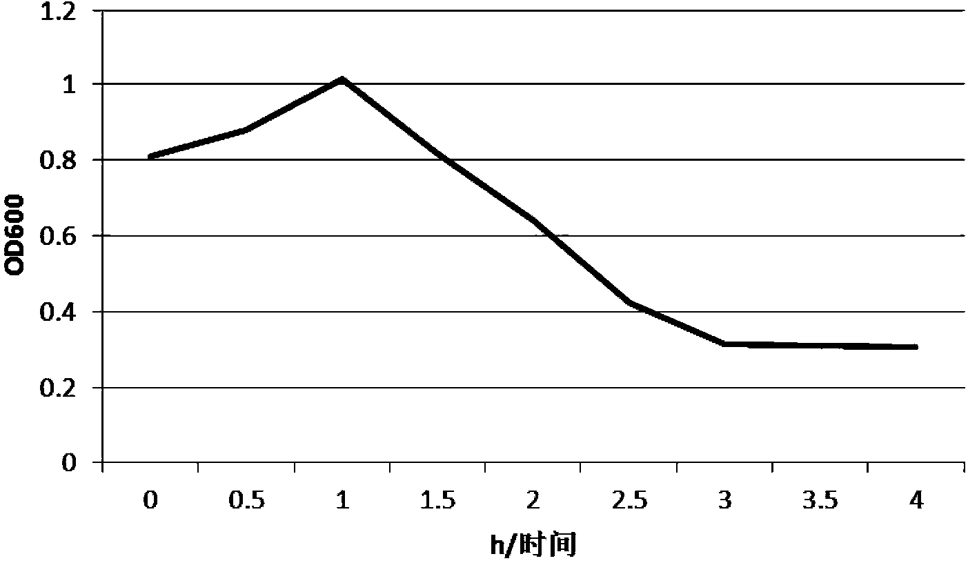 Mutant phage lysis gene E, lysis plasmid vector containing lysis gene and application in preparation of bacterial ghost vaccines