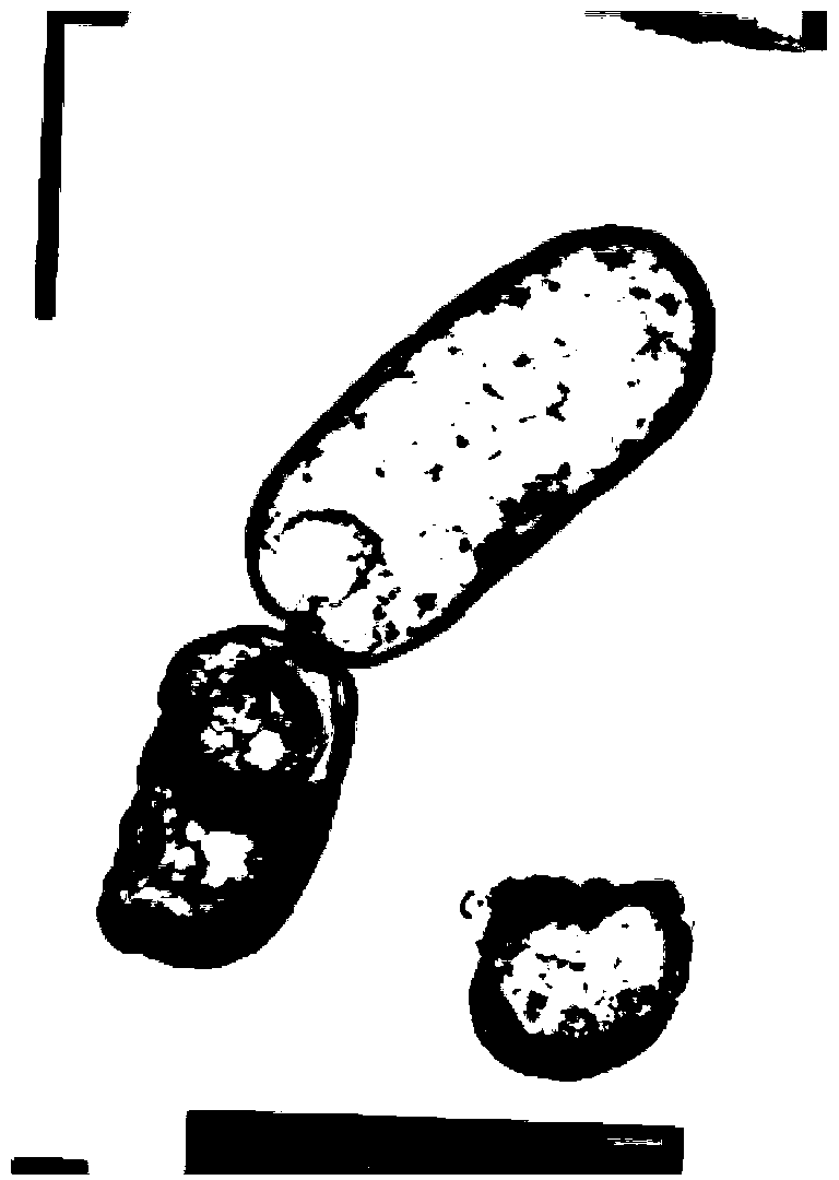 Mutant phage lysis gene E, lysis plasmid vector containing lysis gene and application in preparation of bacterial ghost vaccines