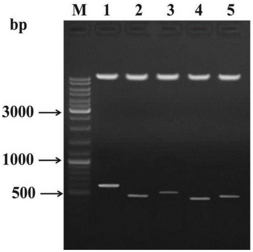 Verticillium dahliae oligosaccharyl transferase target gene fragment and interference vector and application thereof