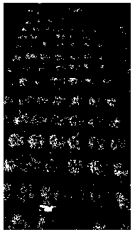 A kind of preparation method of machine-transplanted rice seedling raising substrate