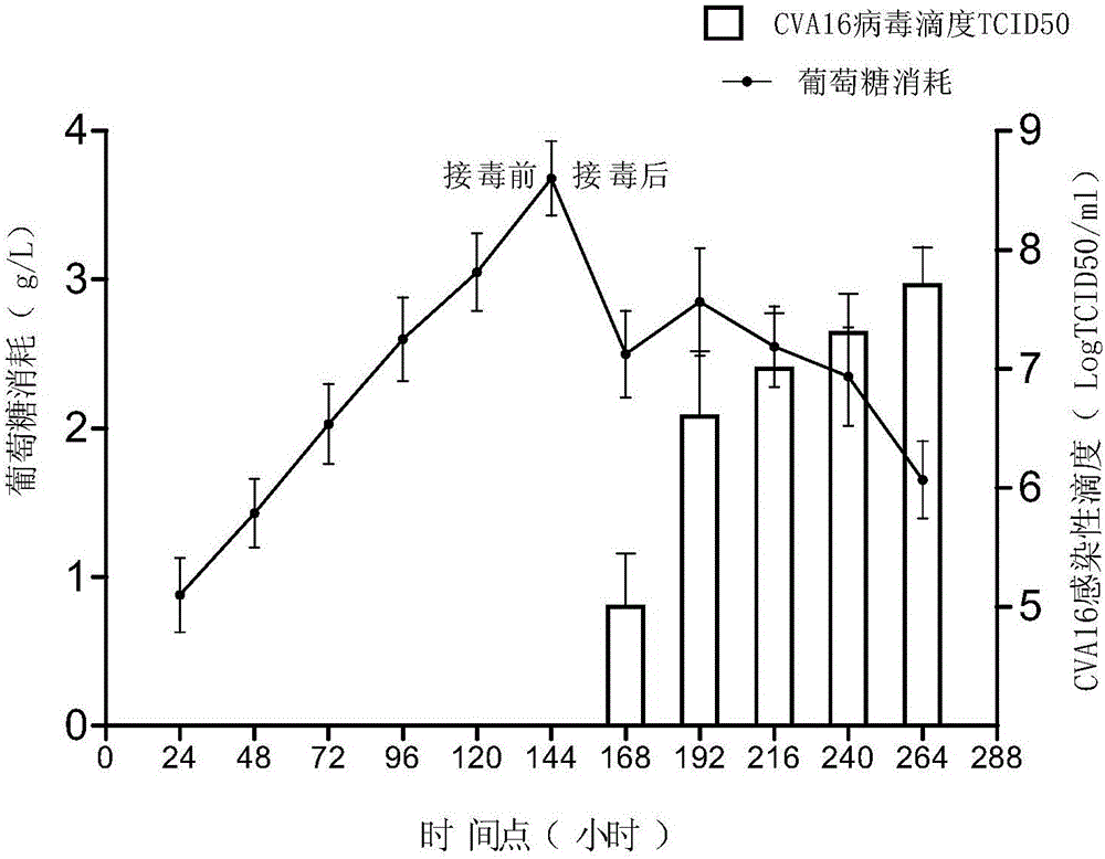 Optimized technical method for proliferation of Coxsackie virus A16