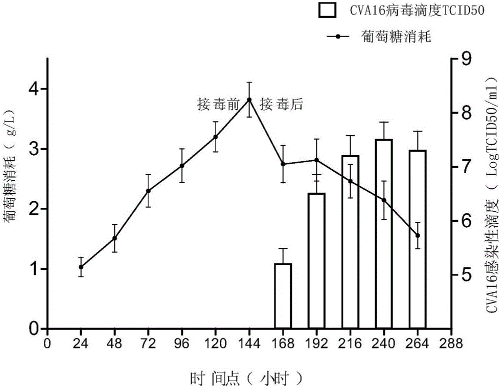 Optimized technical method for proliferation of Coxsackie virus A16