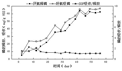 Method for quickly enriching phosphorus accumulating organisms (PAOs) in activated sludge