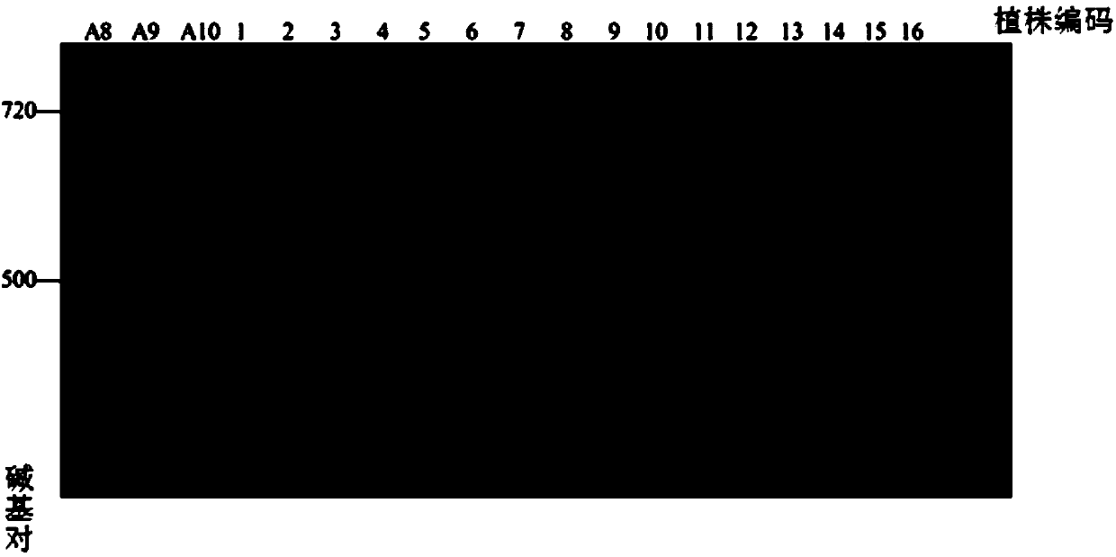 Method for creating cabbage type rape mutant