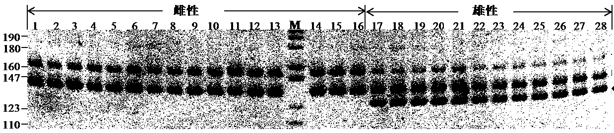 A Microsatellite Marker and Specific Primer for Identifying Female and Male Individuals of Ussuri Pseudomonas and Its Application