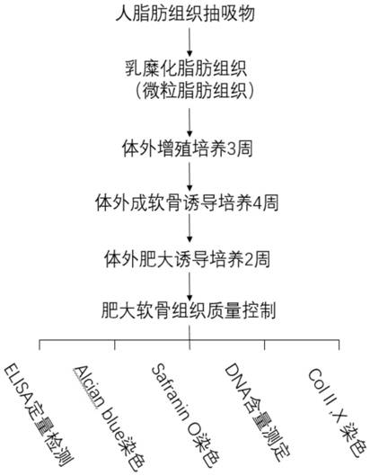 Method for directly preparing acellular hypertrophic cartilage matrix from adipose tissue