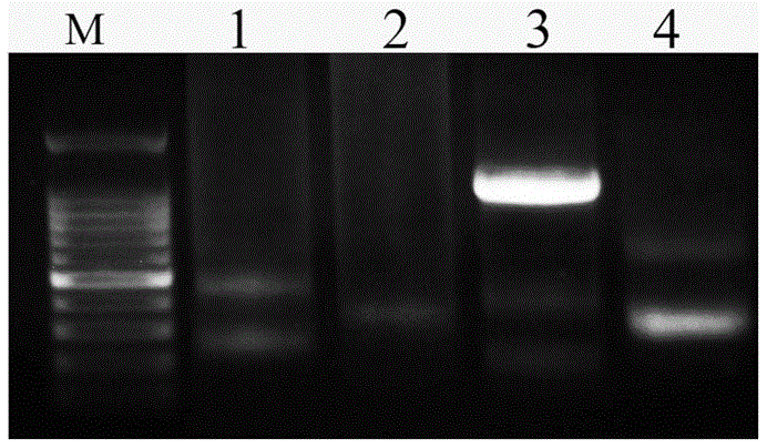 The specific primer sequence that can be applied in the method for identifying different fish and the dna molecular marker method for identifying different fish