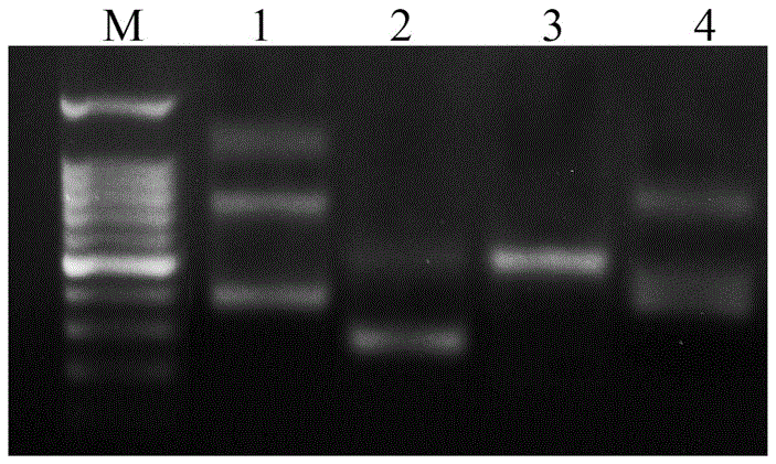 The specific primer sequence that can be applied in the method for identifying different fish and the dna molecular marker method for identifying different fish