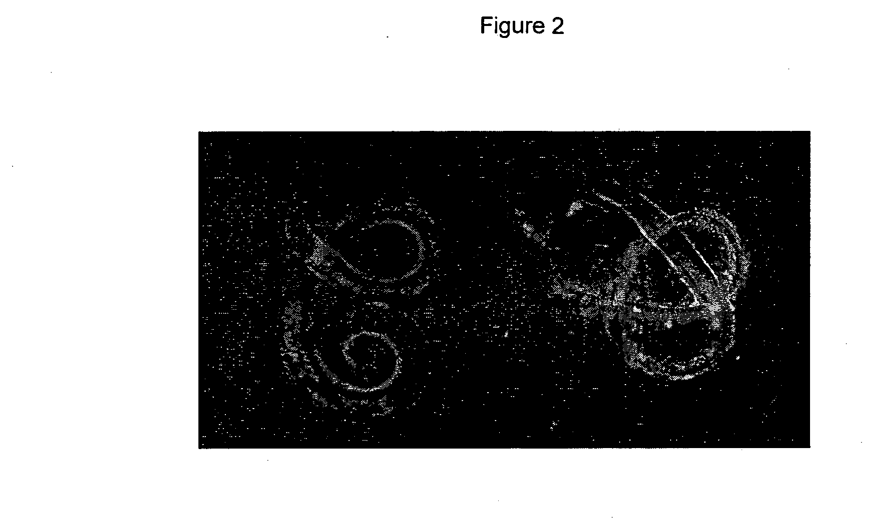 Methods of selecting host resistant animals