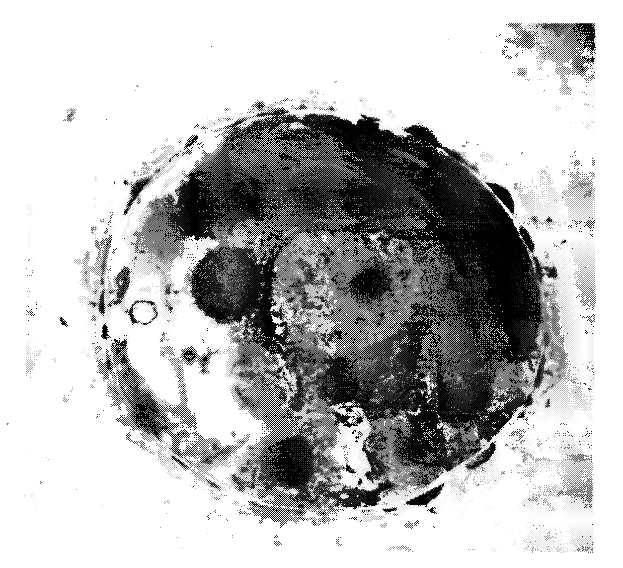 Marine microalga and its culture method and application