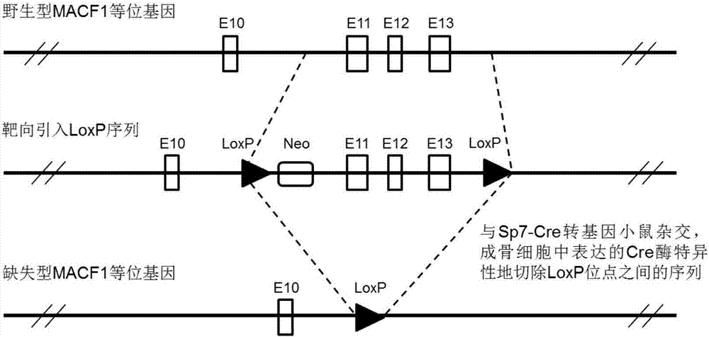 Construction and application of mouse model with conditional knockout of MACF1 gene in osteoblast