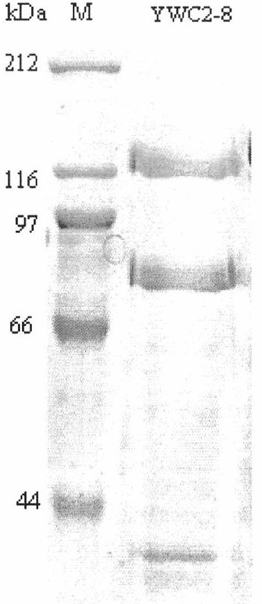 Bacillus thuringiensis YWC2-8 and application thereof