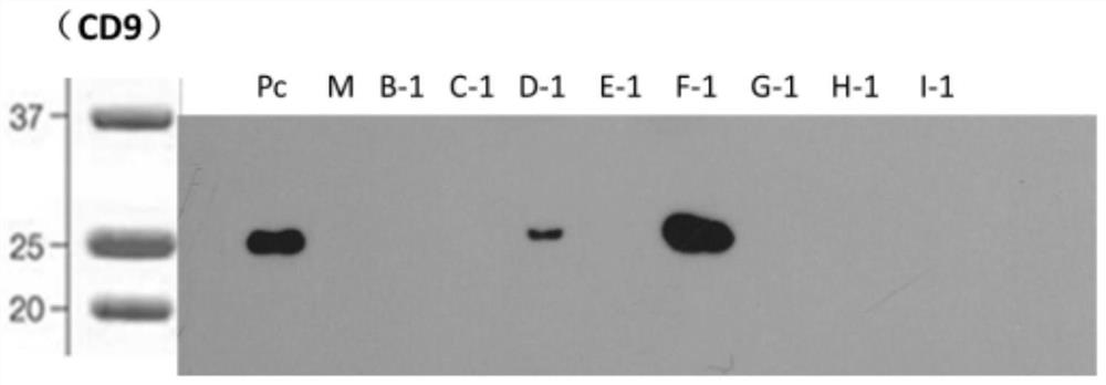 Method for rapidly extracting exosome in plasma and extraction reagent