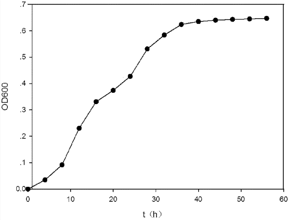 High-temperature degrading bacteria and application thereof