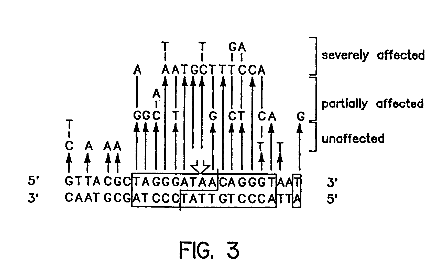 Nucleotide sequence encoding the enzyme I-SceI and the uses thereof