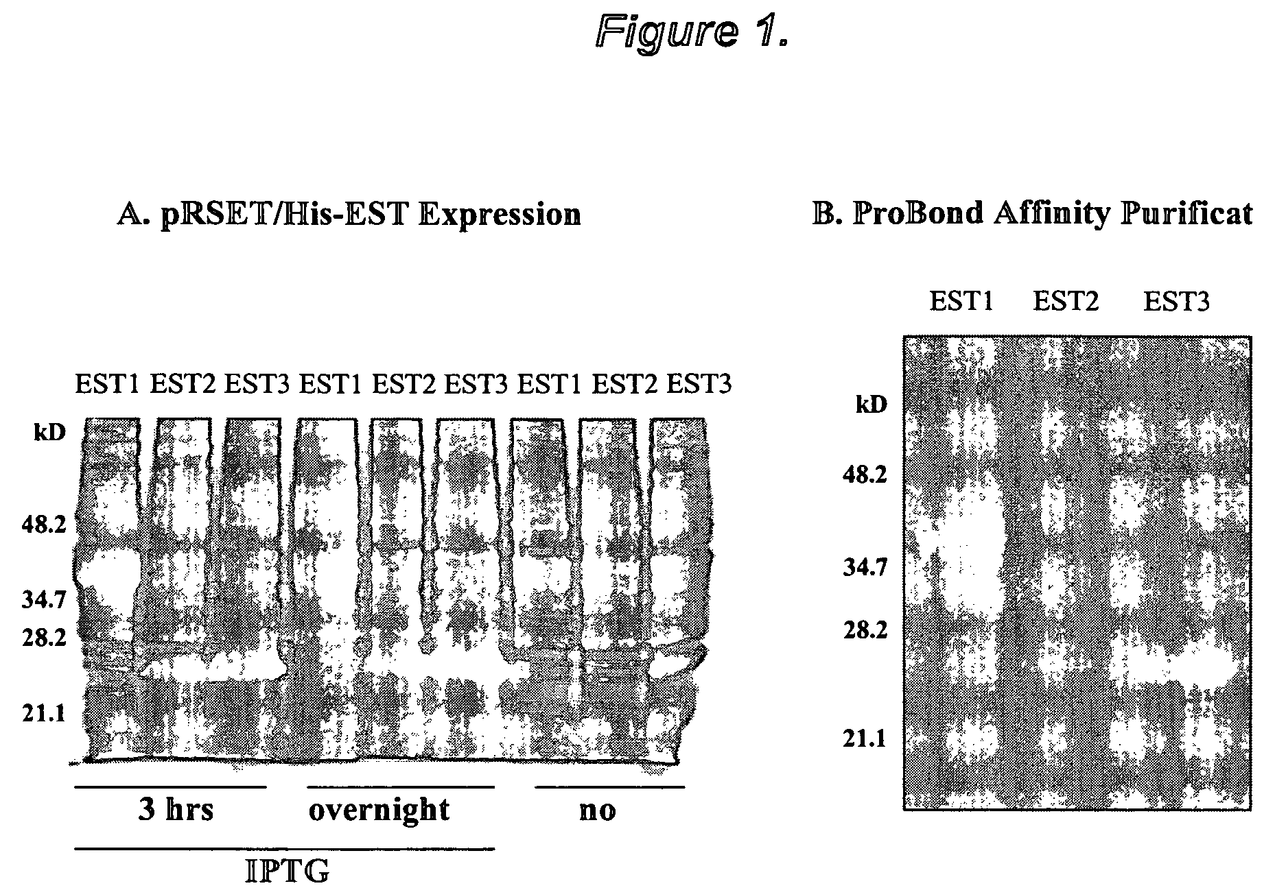 Growth arrest specific gene 6 peptides, antibodies, compositions, methods and uses