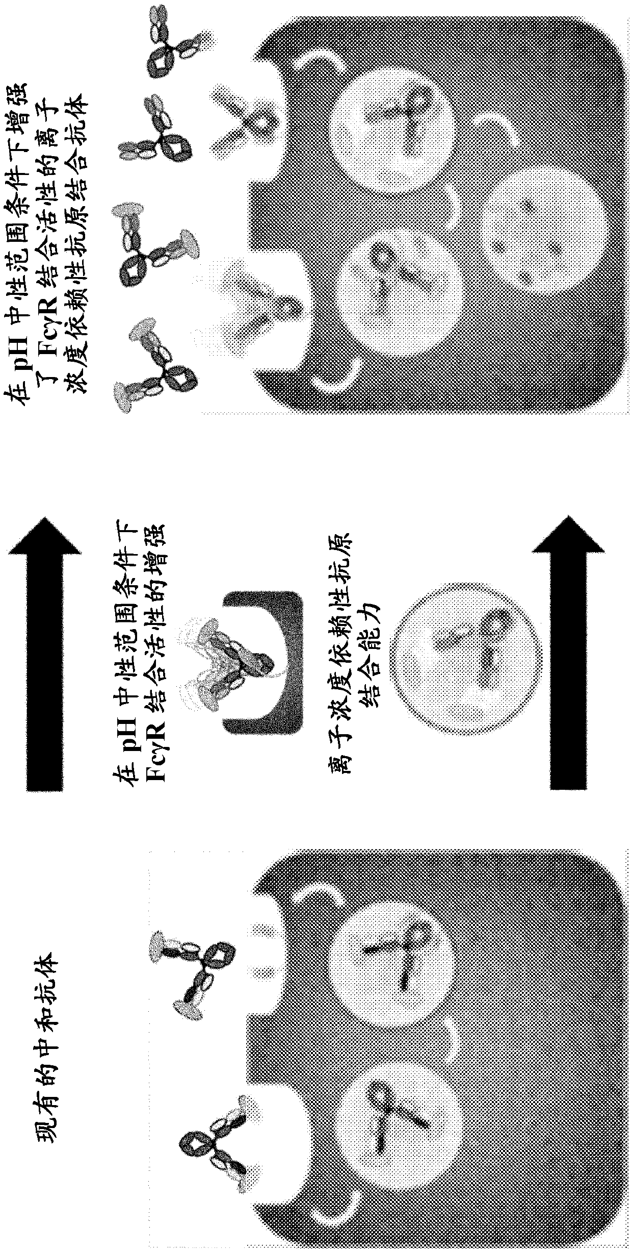 Antigen-binding molecule for promoting loss of antigens